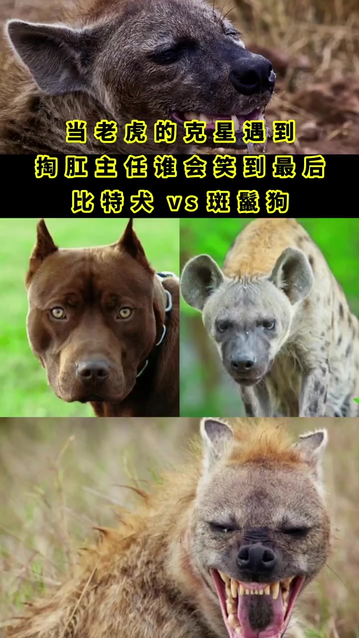 大洋洲足球锦标赛决胜，谁能笑到最后